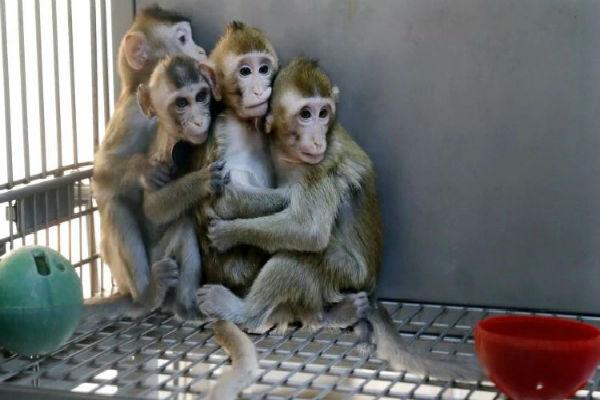 மரபணு மாற்ற பரிசோதனை மேற்கொள்ளப்படும் குரங்குகள்