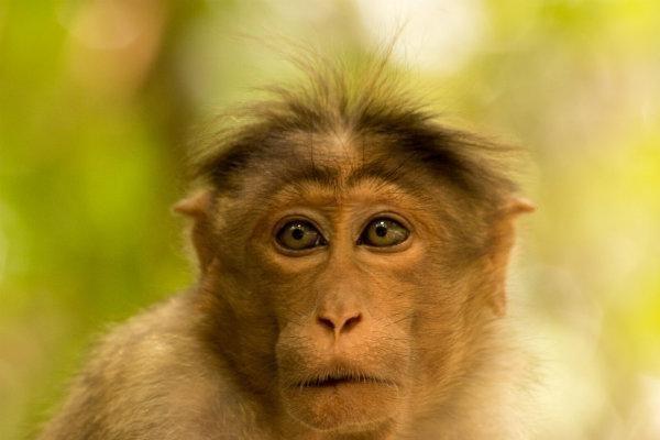 குரங்குகள்