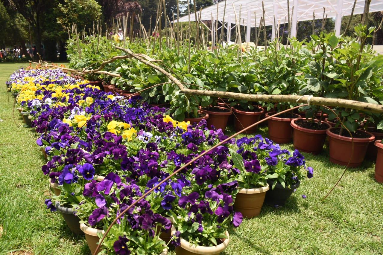 பூக்கள் பூக்கள்