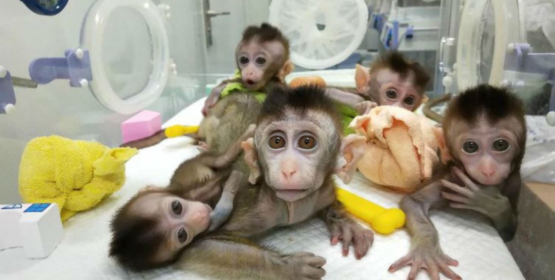குரங்குகளின் மூளையில் மனிதனின் ஜீன்... சீனாவின் 'விபரீத' பரிசோதனை!