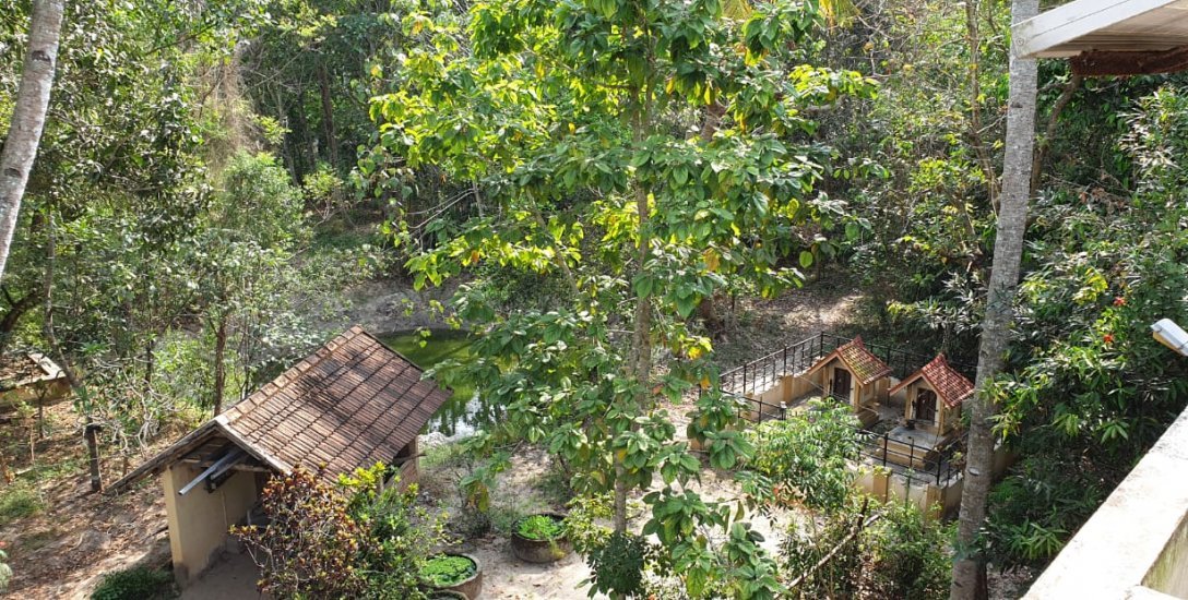 40 ஆண்டுகள்... 5 ஏக்கர் காடு... 2 தேசிய விருதுகள்... யார் இந்த 85 வயது தேவகி பாட்டி?