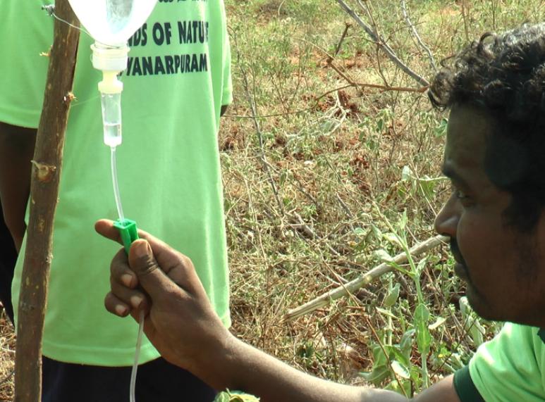 மரங்களுக்குத் தண்ணீர் செல்லும் வழி