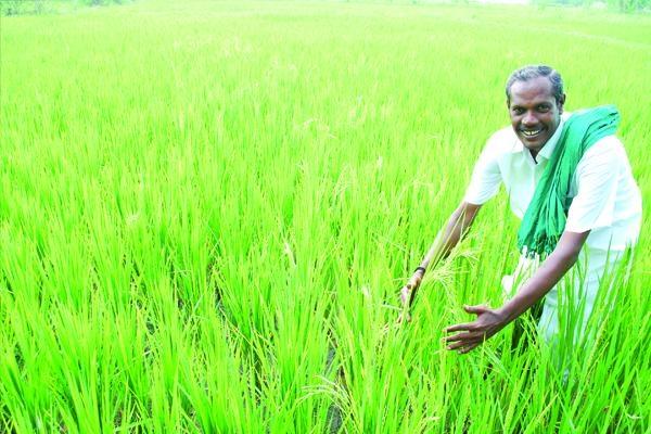 'நெல்' ஜெயராமன்