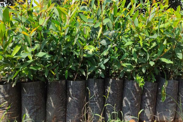 விதைப்பந்து