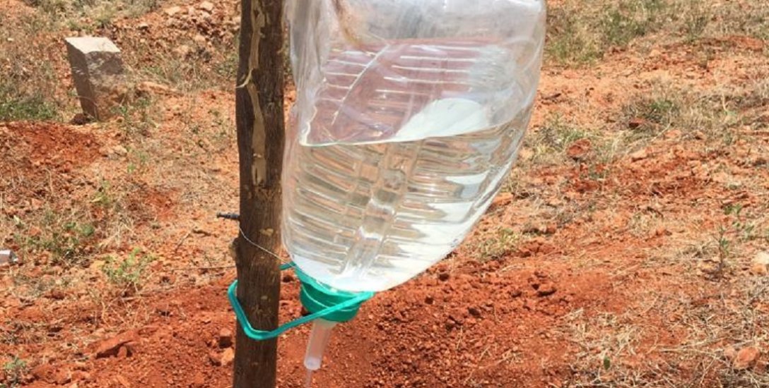 செடியின் வேருக்குத் தண்ணீர் குளுக்கோஸ்! - அரசுப்பள்ளி ஆசிரியரின் அசத்தல் ஐடியா