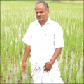 ஏக்கருக்கு ரூ.65 ஆயிரம்... சீரகச்சம்பா, ஆத்தூர் கிச்சிலிச்சம்பா, தூயமல்லி... ஏக்கருக்கு ரூ.65 ஆயிரம்... சீரகச்சம்பா, ஆத்தூர் கிச்சிலிச்சம்பா, தூயமல்லி...