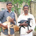 தினமும் ₹ 1,700 - நல்ல லாபம் கொடுக்கும் நாட்டு மாட்டுப்பால்! தினமும் ₹ 1,700 - நல்ல லாபம் கொடுக்கும் நாட்டு மாட்டுப்பால்!