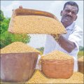 சிறப்பான வருமானம் கொடுக்கும் சீரகச்சம்பா! - 30 சென்ட், 110 நாள்கள், ரூ 27 ஆயிரம் வருமானம்! சிறப்பான வருமானம் கொடுக்கும் சீரகச்சம்பா! - 30 சென்ட், 110 நாள்கள், ரூ 27 ஆயிரம் வருமானம்!