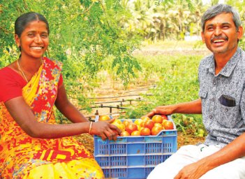 தக்காளி, கத்திரி, மிளகாய், முள்ளங்கி... 3 ஏக்கர்...தினமும் ரூ. 3,000 வருமானம்! தக்காளி, கத்திரி, மிளகாய், முள்ளங்கி... 3 ஏக்கர்...தினமும் ரூ. 3,000 வருமானம்!